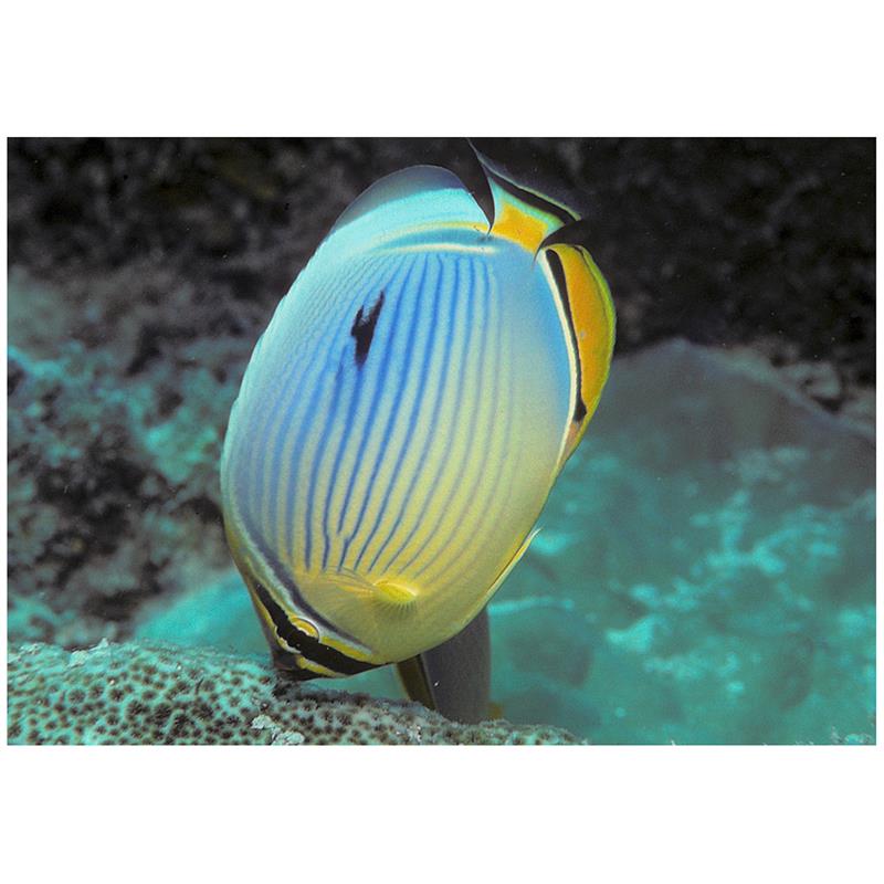 Melon Butterflyfish (Chaetodon trifasciatus) - imagine 4